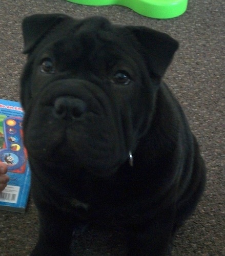 Close Up - Matilda the Bull-Pei puppy sitting on a carpet near a book